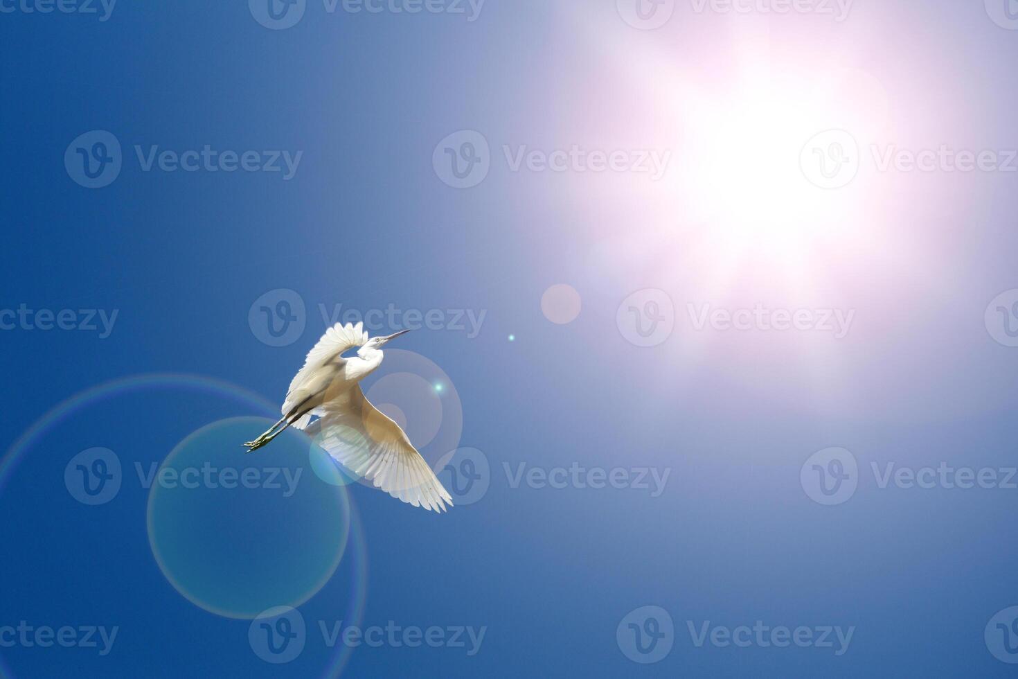 A bird flying in the blue sky photo