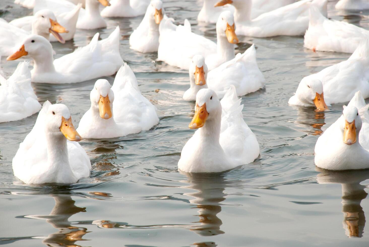 A flock of white ducks photo