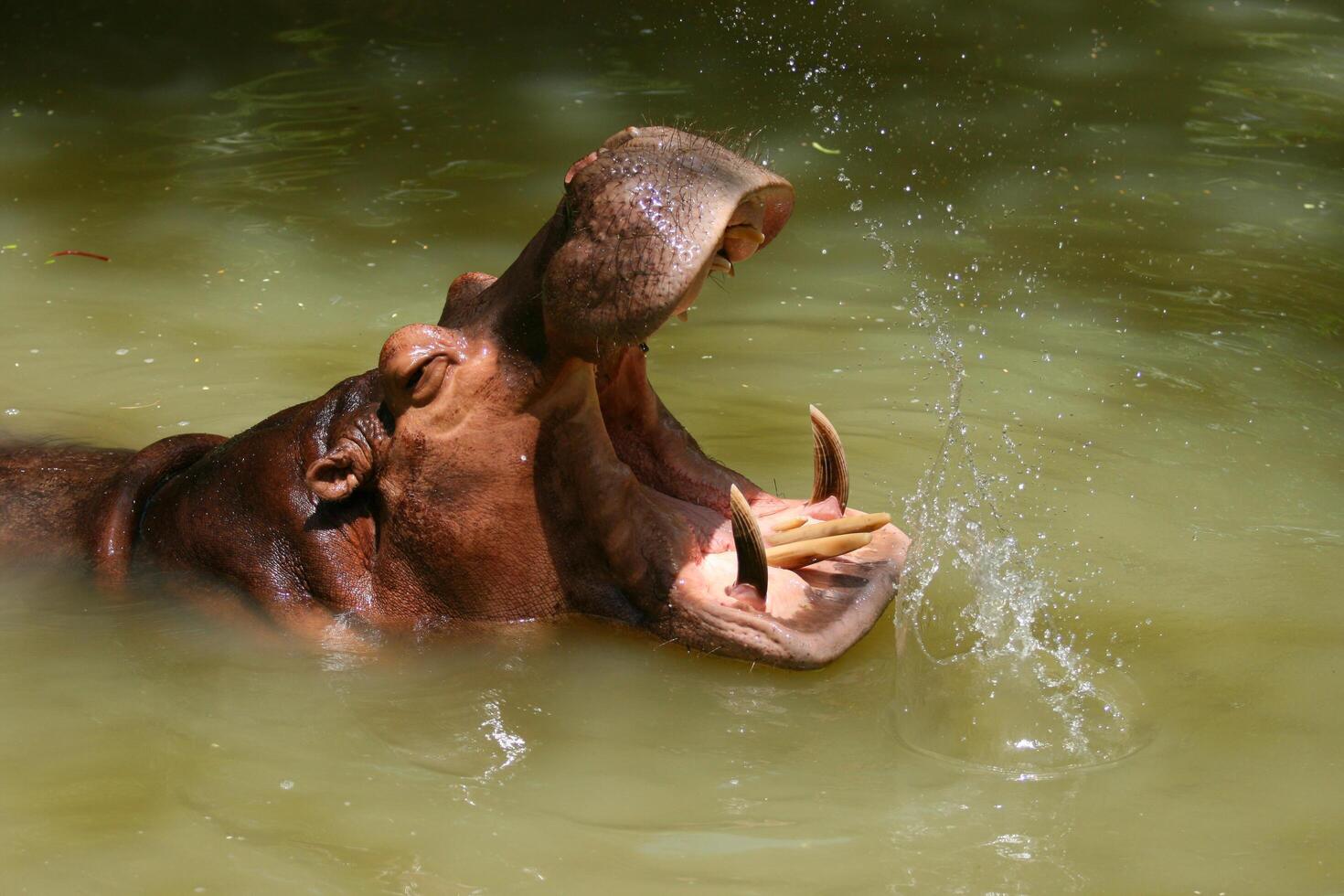 A hippo is in the water with its mouth open photo