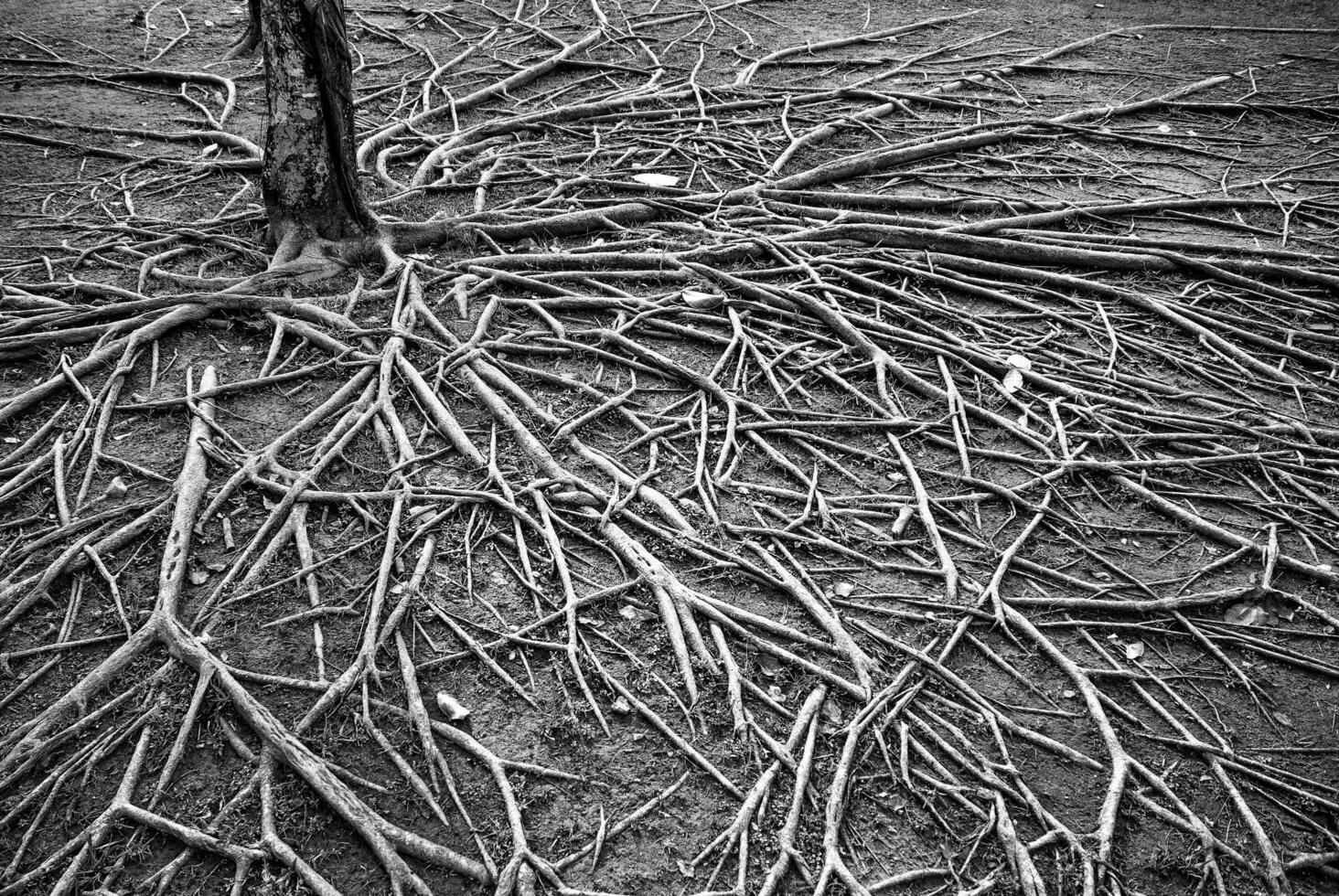 Black and white photograph of tree roots photo