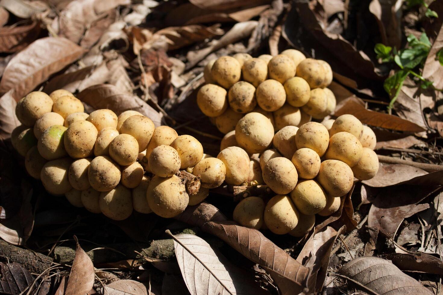 A bunch of fruit on the ground photo