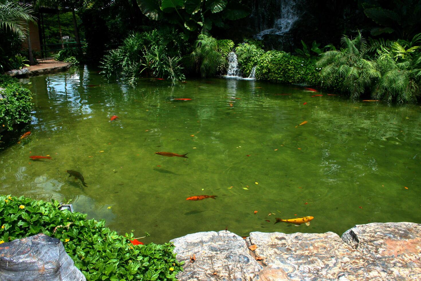 A pond with fish in it and a waterfall photo