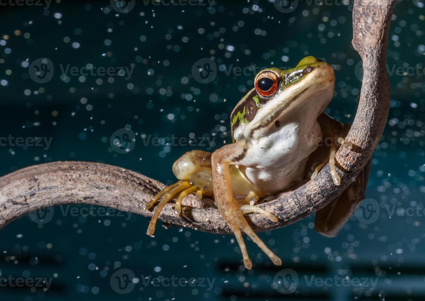A frog sitting on a branch with raindrops on it photo
