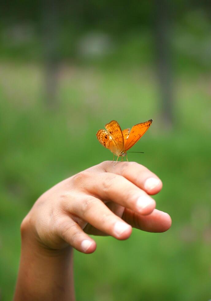 A person holding an orange butterfly on their finger photo