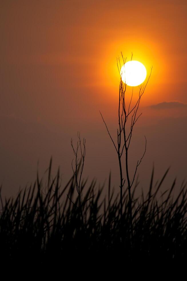A plane flying over a field with a sunset in the background photo