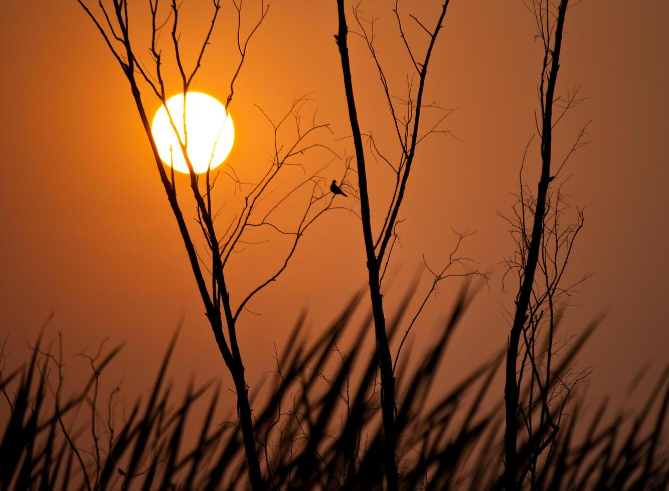 A bird is perched on a tree branch at sunset photo