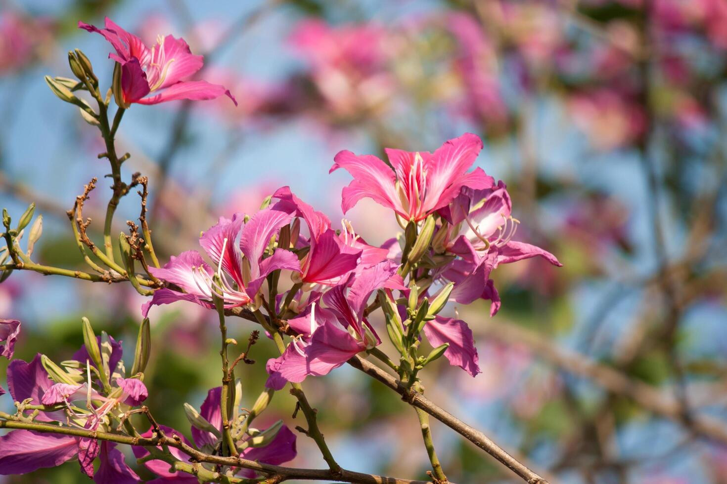 Pink flowers are blooming on a tree branch photo