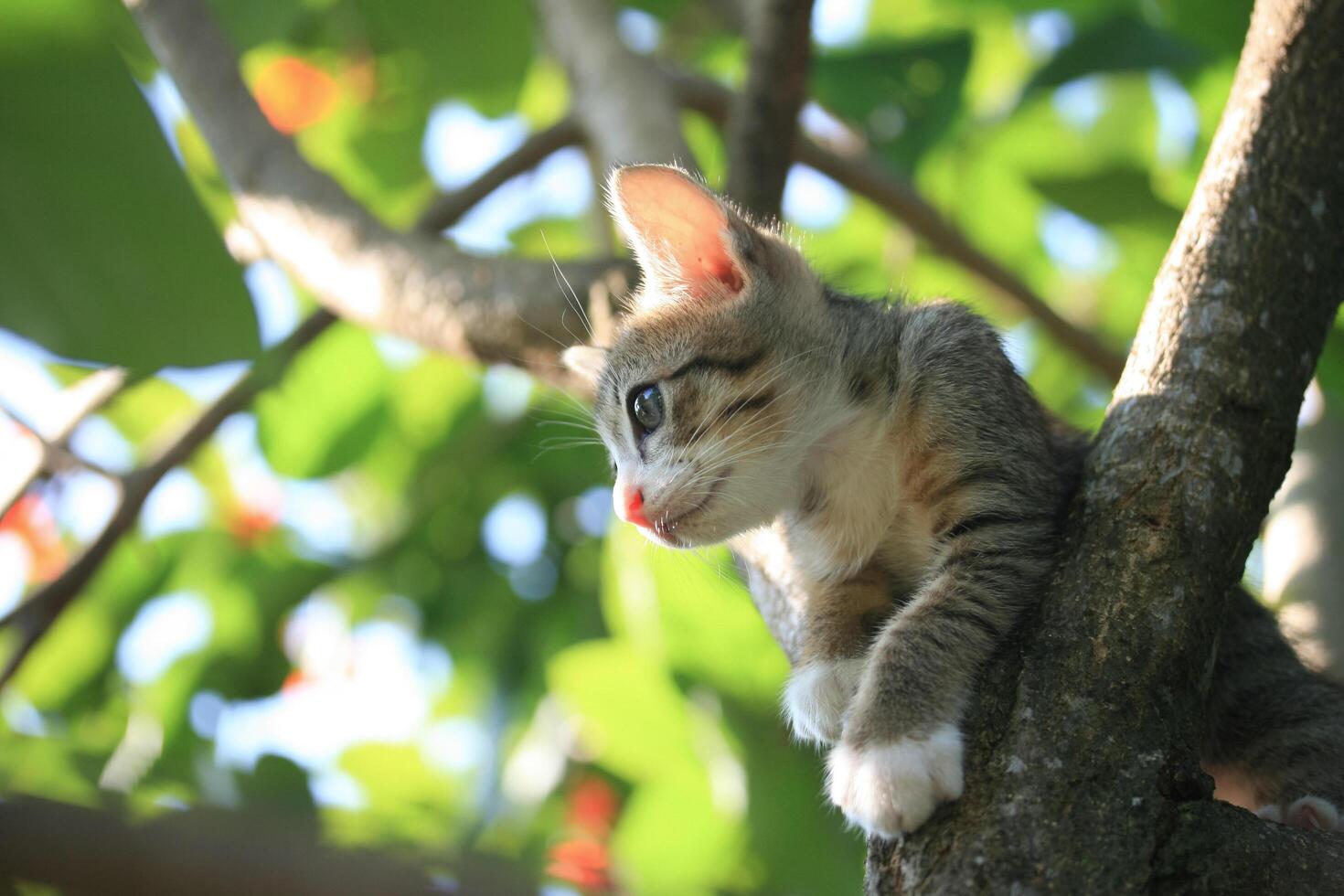 A cat is sitting in a tree photo