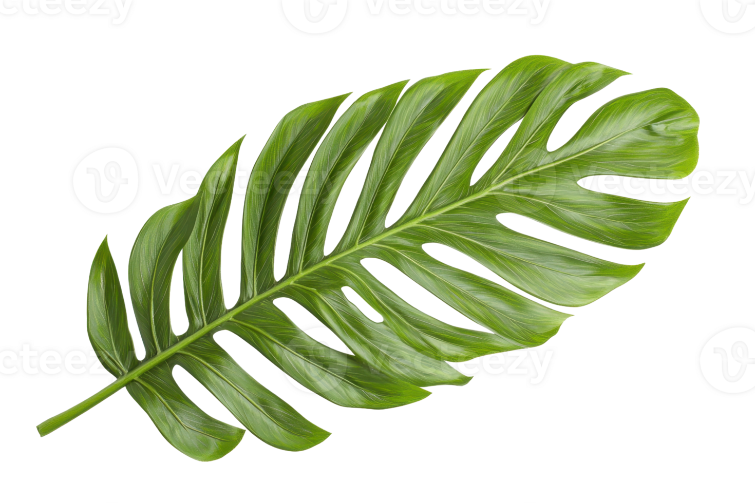 A green tropical monstera leaf isolated on a transparent background. showcasing its natural beauty and unique, perforated design. png