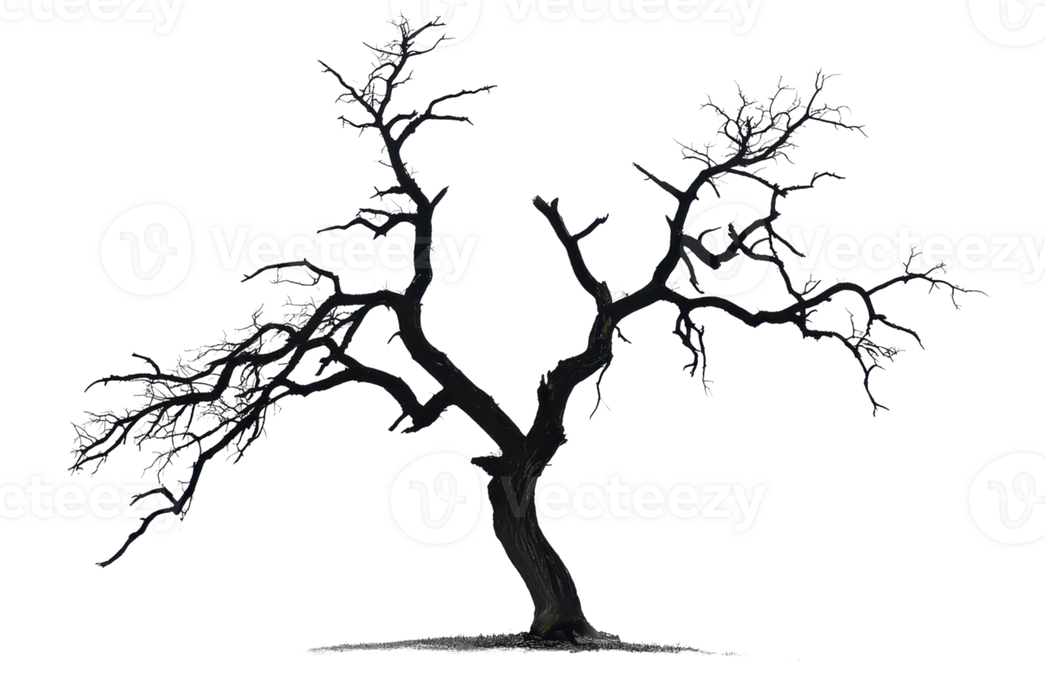 Barren tree silhouette with no leaves, isolated on transparent background. Perfect for nature, minimalistic, and abstract design projects. png