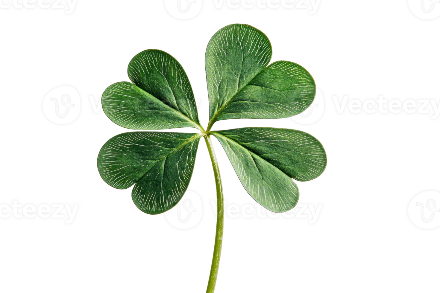 Close-up image of a four-leaf clover symbolizing luck and prosperity, isolated on transparent background. perfect for seasonal and nature themes. png