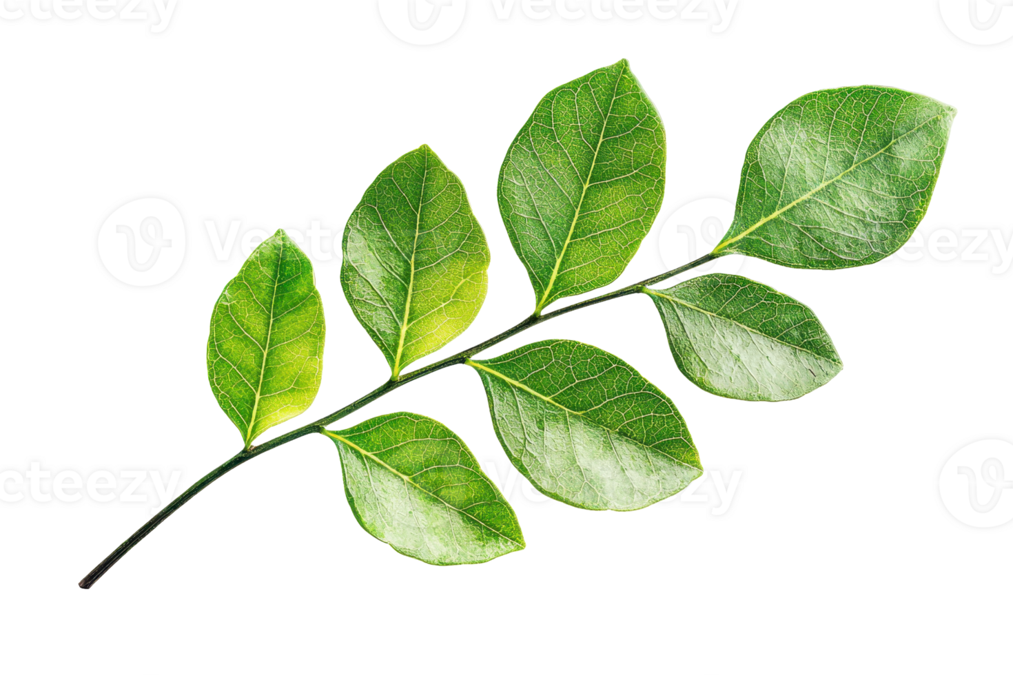 Close-up image of a fresh green leaf branch isolated on a transparent background. showcasing nature's vibrant growth and texture. png