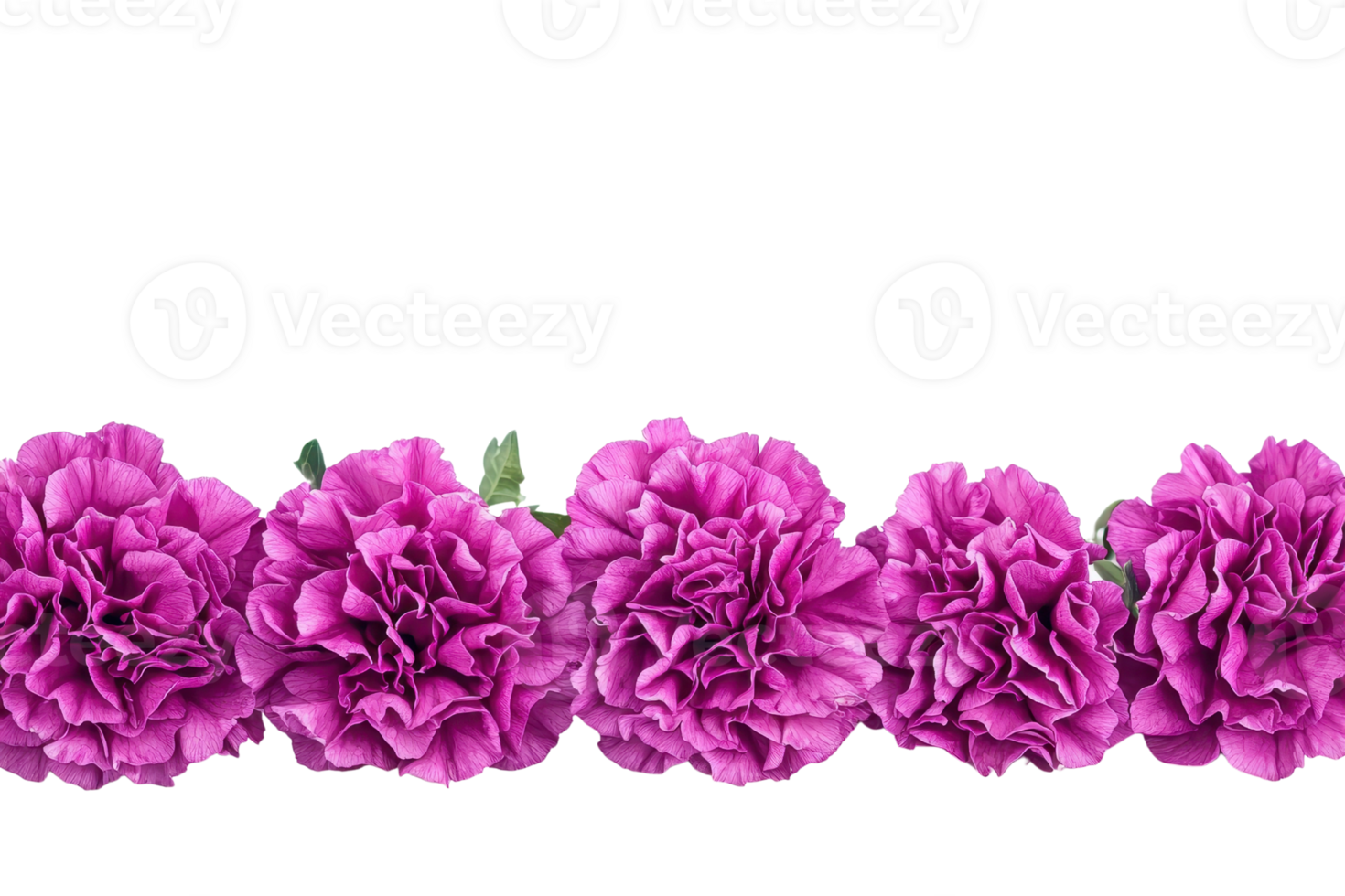 Beautiful row of vibrant pink carnations on a transparent background. Perfect for floral designs, decorations, and celebrations. png
