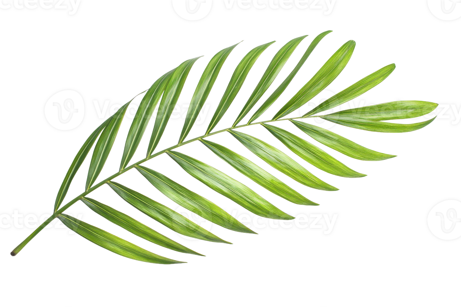 Close-up of a green palm leaf isolated on a transparent background. showcasing detailed texture and vibrant colors, perfect for natural and botanical themes. png