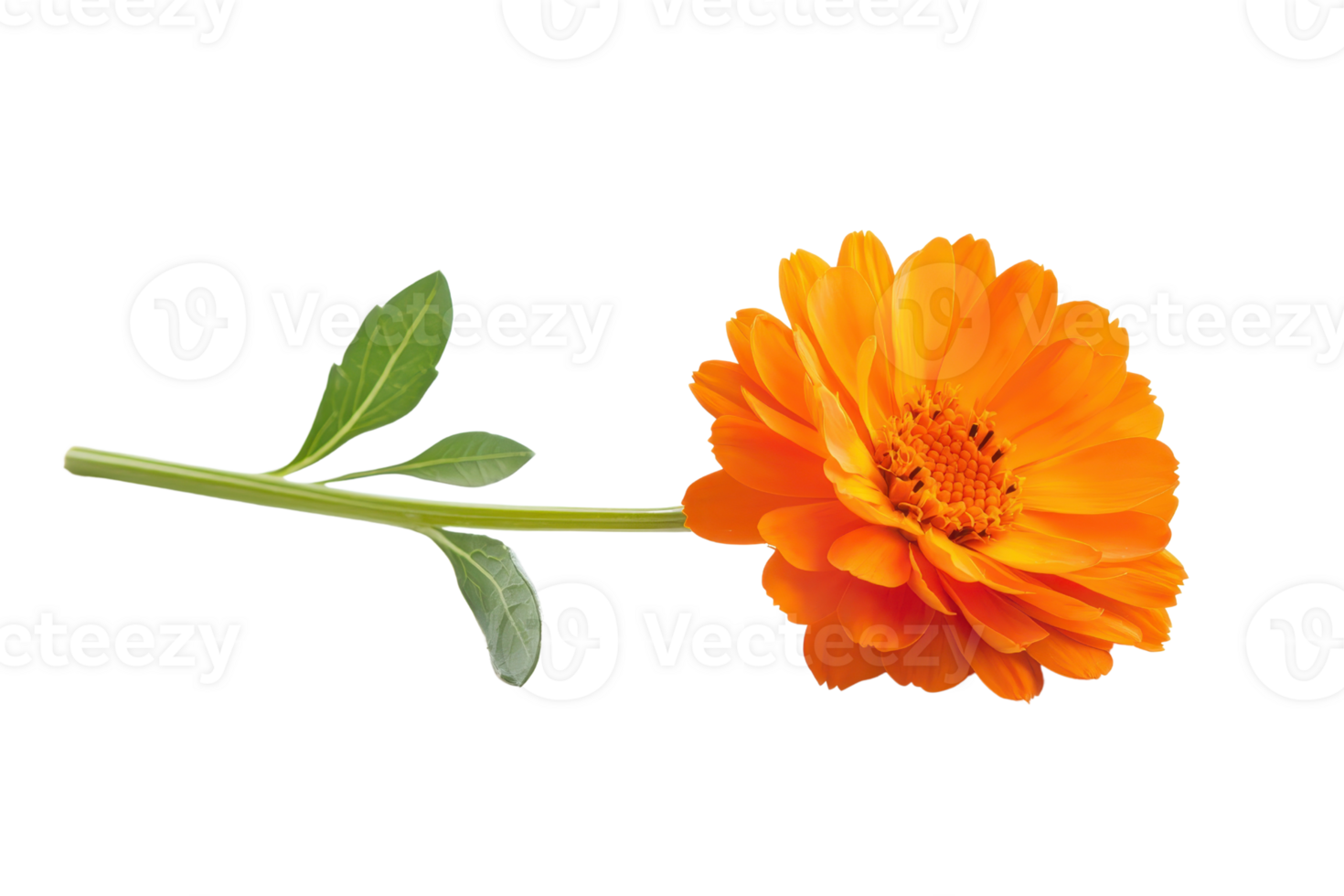 Close-up of a vibrant orange marigold flower with green leaves isolated on a transparent background. ideal for botanical and nature-themed designs. png