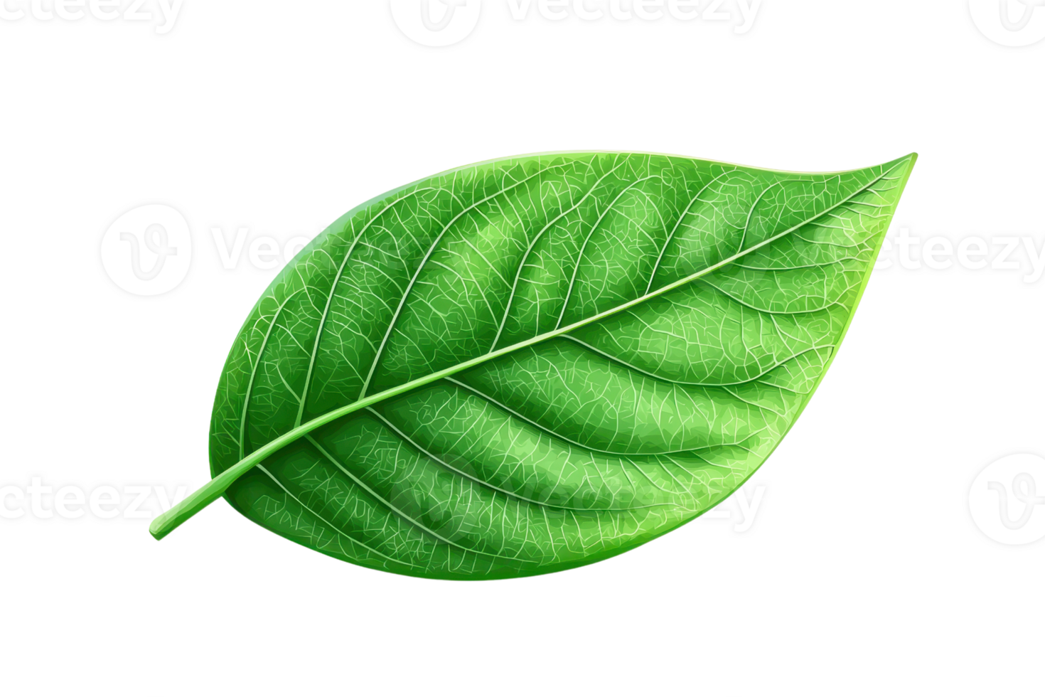 Close-up of a single green leaf with detailed veins, isolated on a transparent background. showcasing nature's intricate beauty and design. png