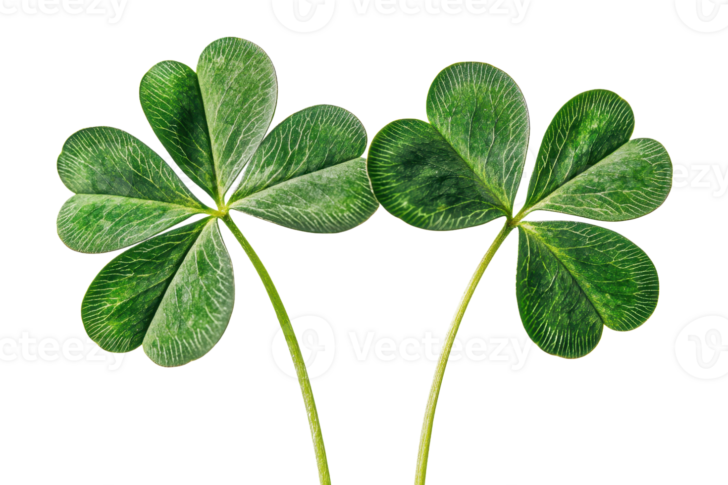 Close-up of two green four-leaf clovers with heart-shaped leaves, symbolizing luck and prosperity, isolated on a transparent background. png