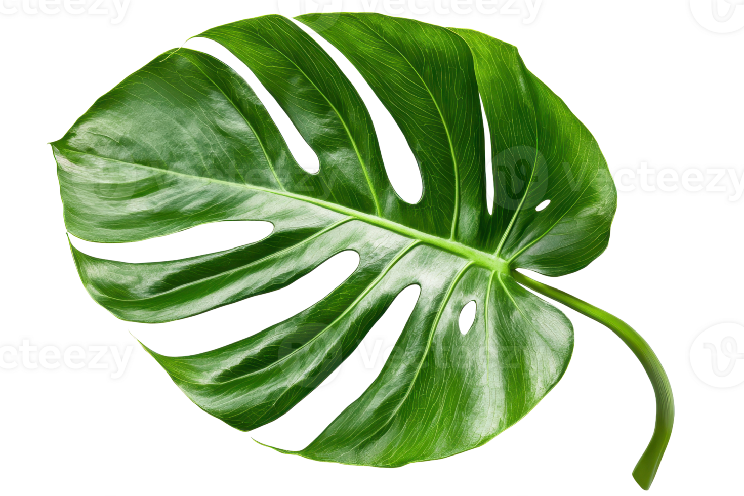 Close-up of a vibrant green monstera leaf on a transparent background. showcasing its unique holes and glossy texture, perfect for botanical designs. png