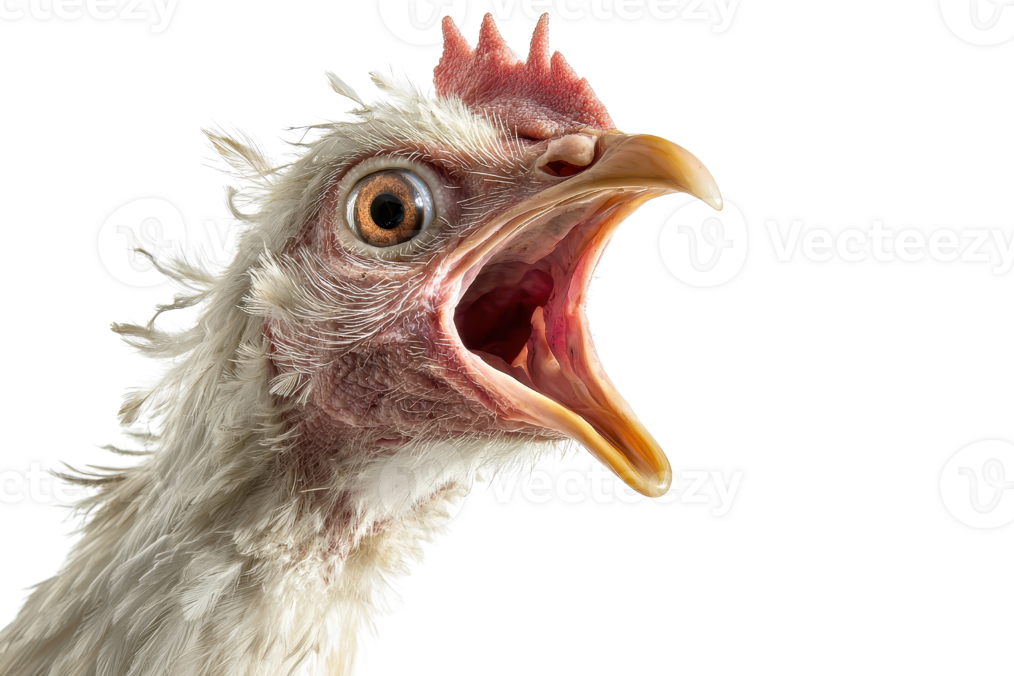 Close-up portrait of a surprised chicken with an open beak, showcasing detailed feathers and a shocked expression. png