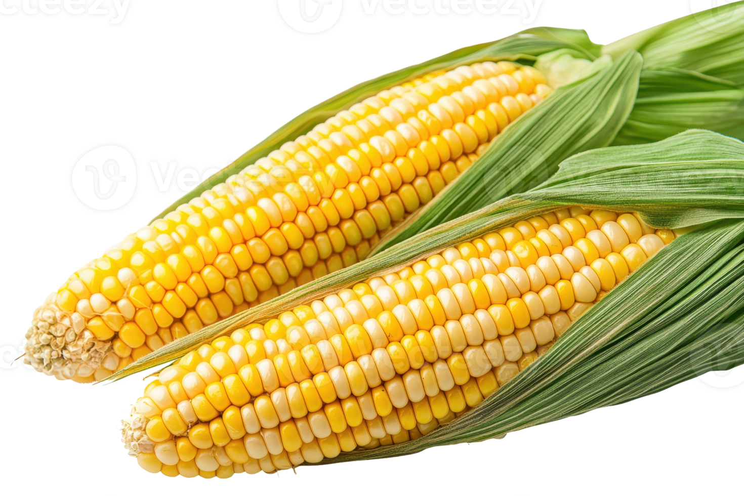 Close-up of two fresh ears of corn with husks on a transparent background. showcasing the vibrant yellow kernels and green leaves. png