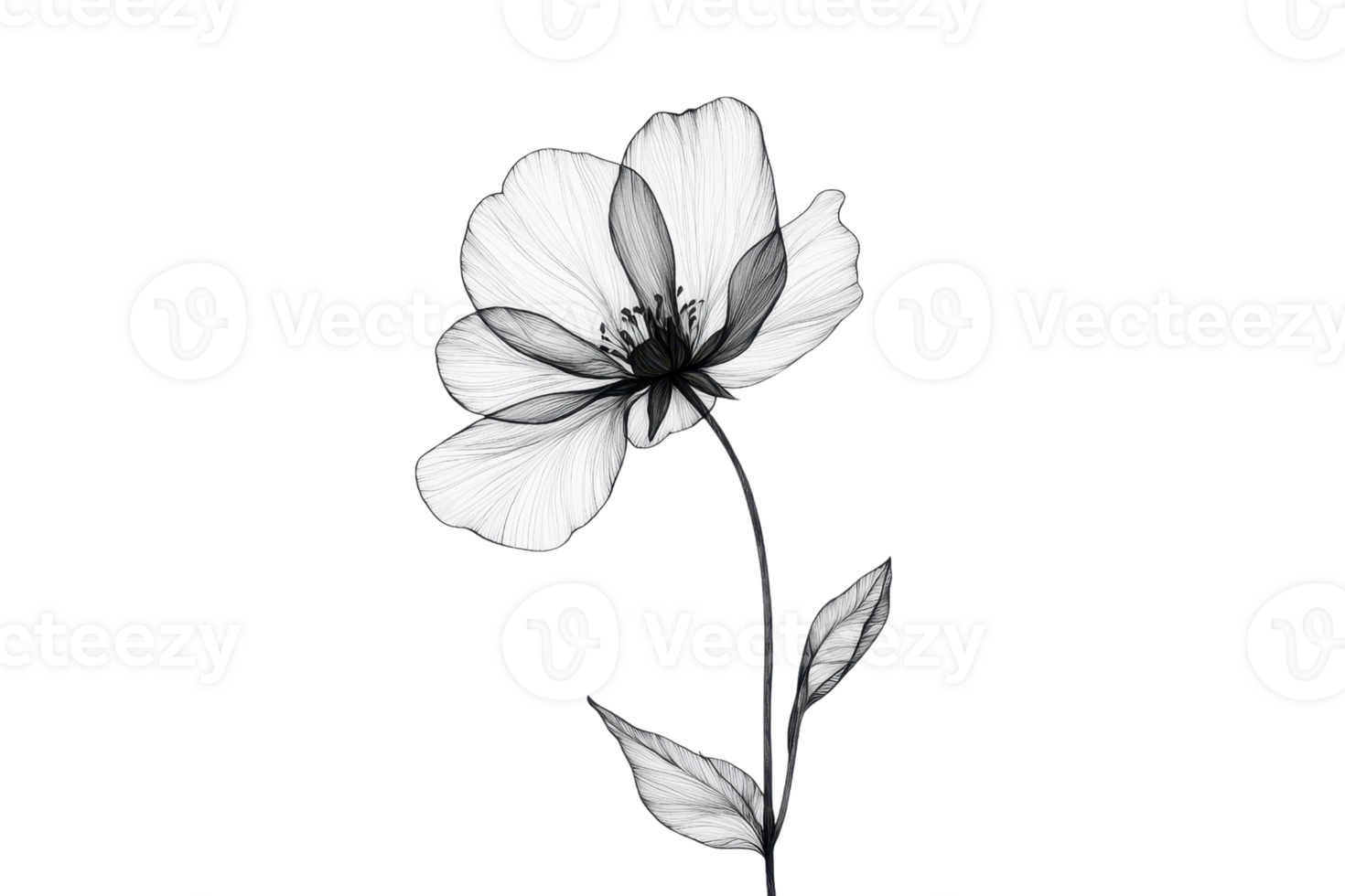 Elegant black and white illustration of a delicate flower with thin petals and a slender stem, showcasing minimalistic and artistic design. png