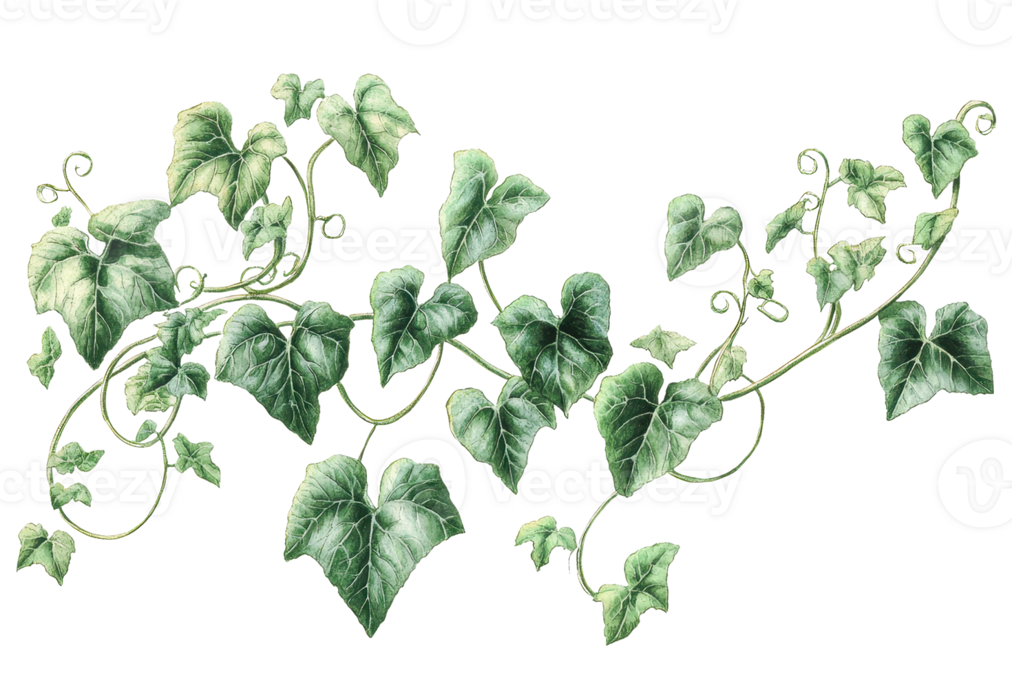 Elegant illustration of green ivy leaves in a decorative arrangement, showcasing natural beauty and intricate plant details. png