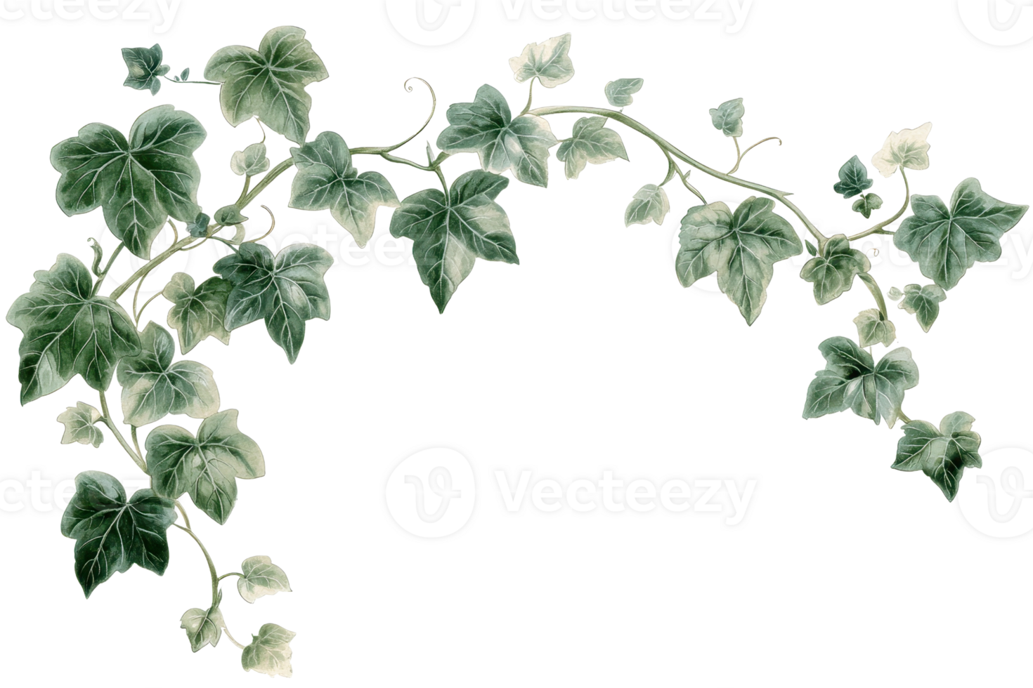 Elegant green ivy branch with lush leaves, beautifully arching on transparent background, perfect for botanical designs and natural themes. png