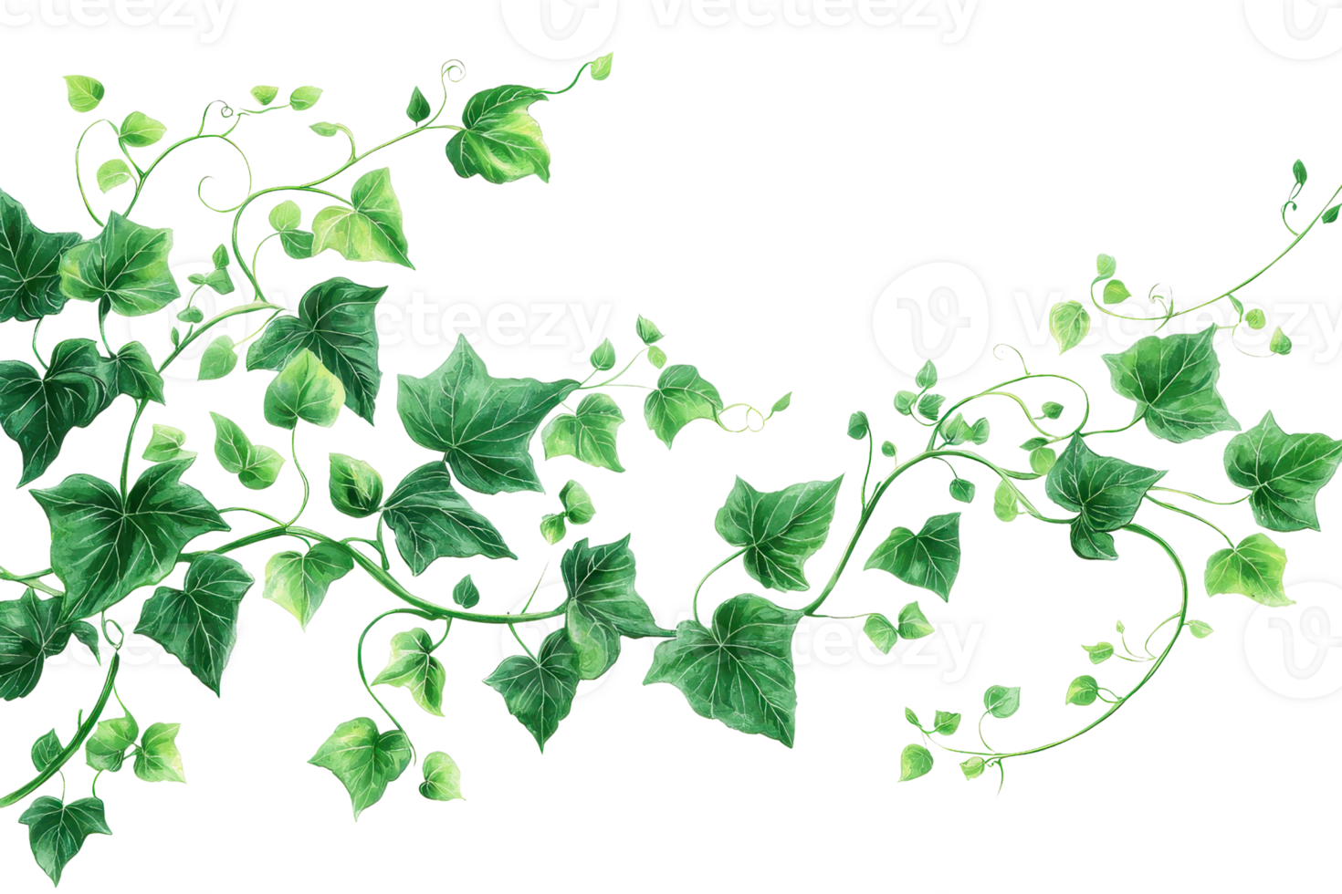 Elegant lush green ivy vine with intricate leaves and tendrils, perfect for natural decor, design inspiration, or botanical studies. png