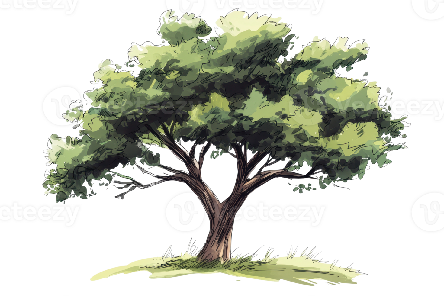 Illustration of a lush green tree with broad branches and dense foliage, standing on a patch of grass, isolated against a transparent background. png