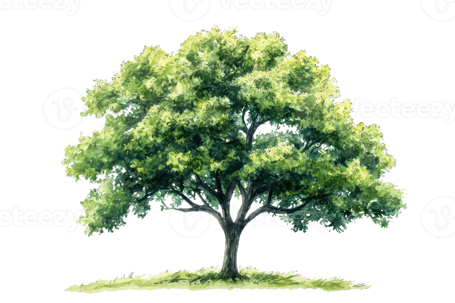 Illustration of a vibrant green tree with lush foliage on a transparent background. showcasing the beauty of nature's simplicity. png