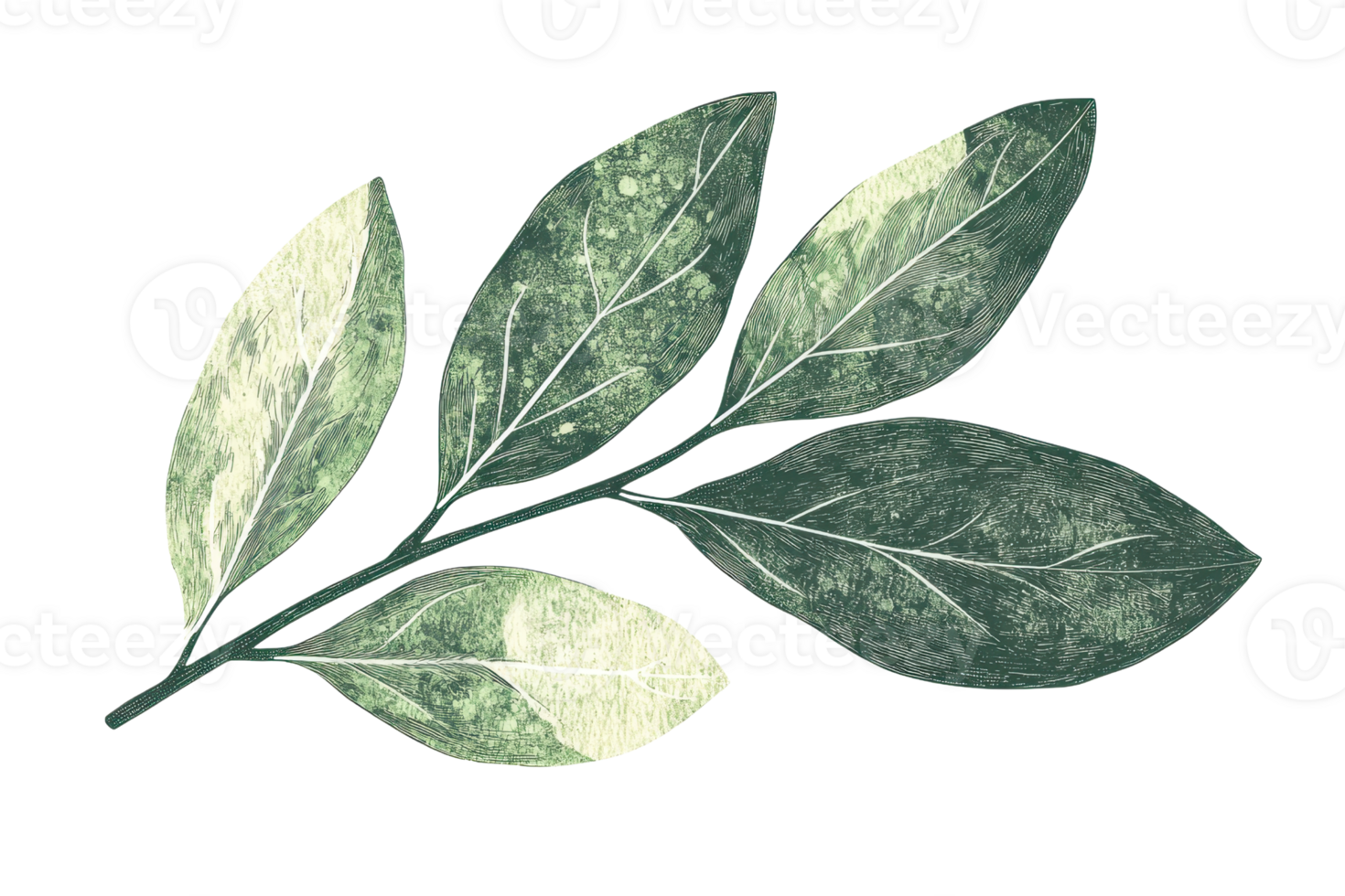 Illustration of a green leafy branch with detailed veins, showcasing natural beauty and botanical art in a watercolor style. png