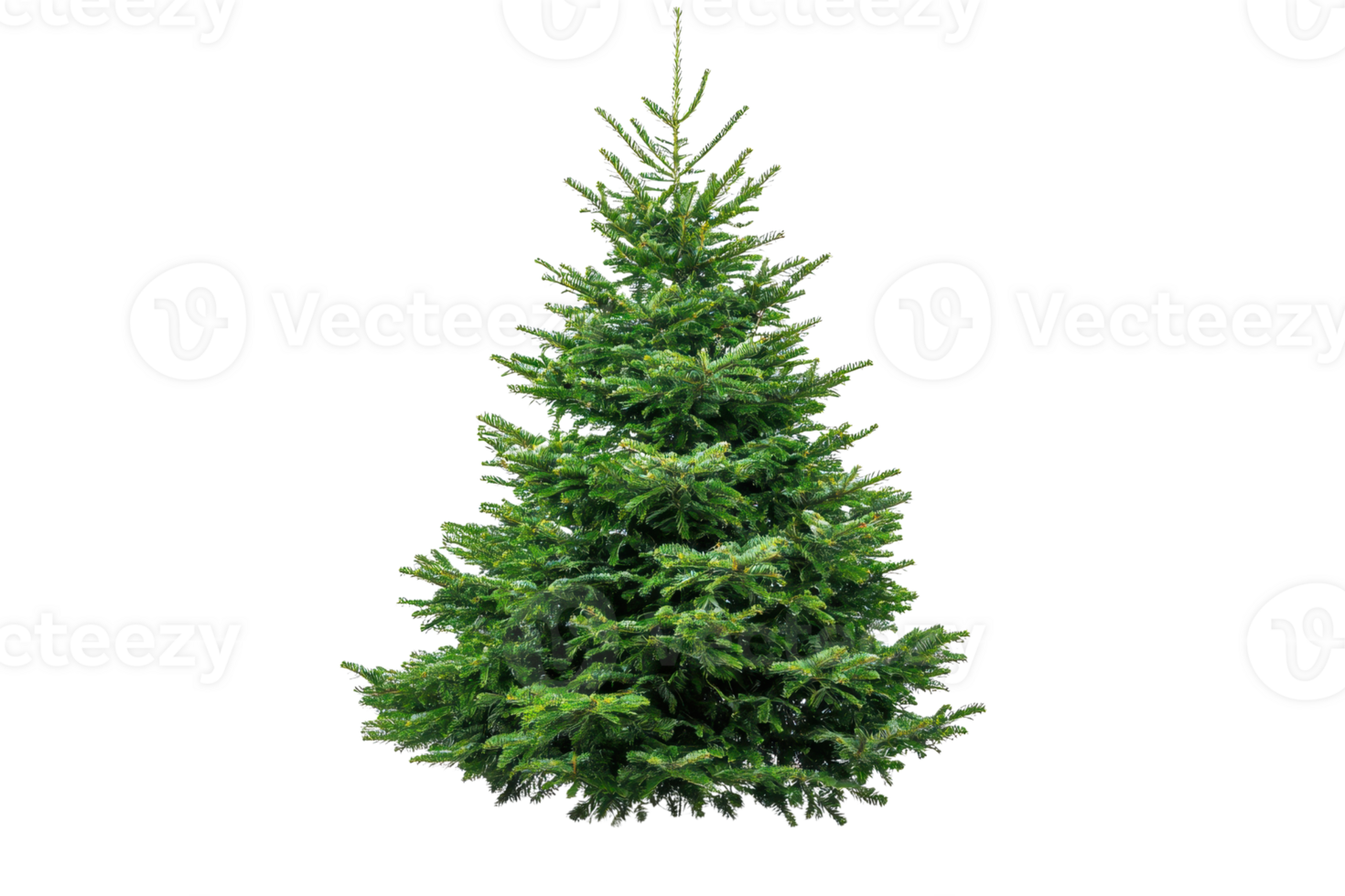 Isolated image of a lush green Christmas tree against a transparent background. perfect for festive holiday designs and seasonal decor projects. png