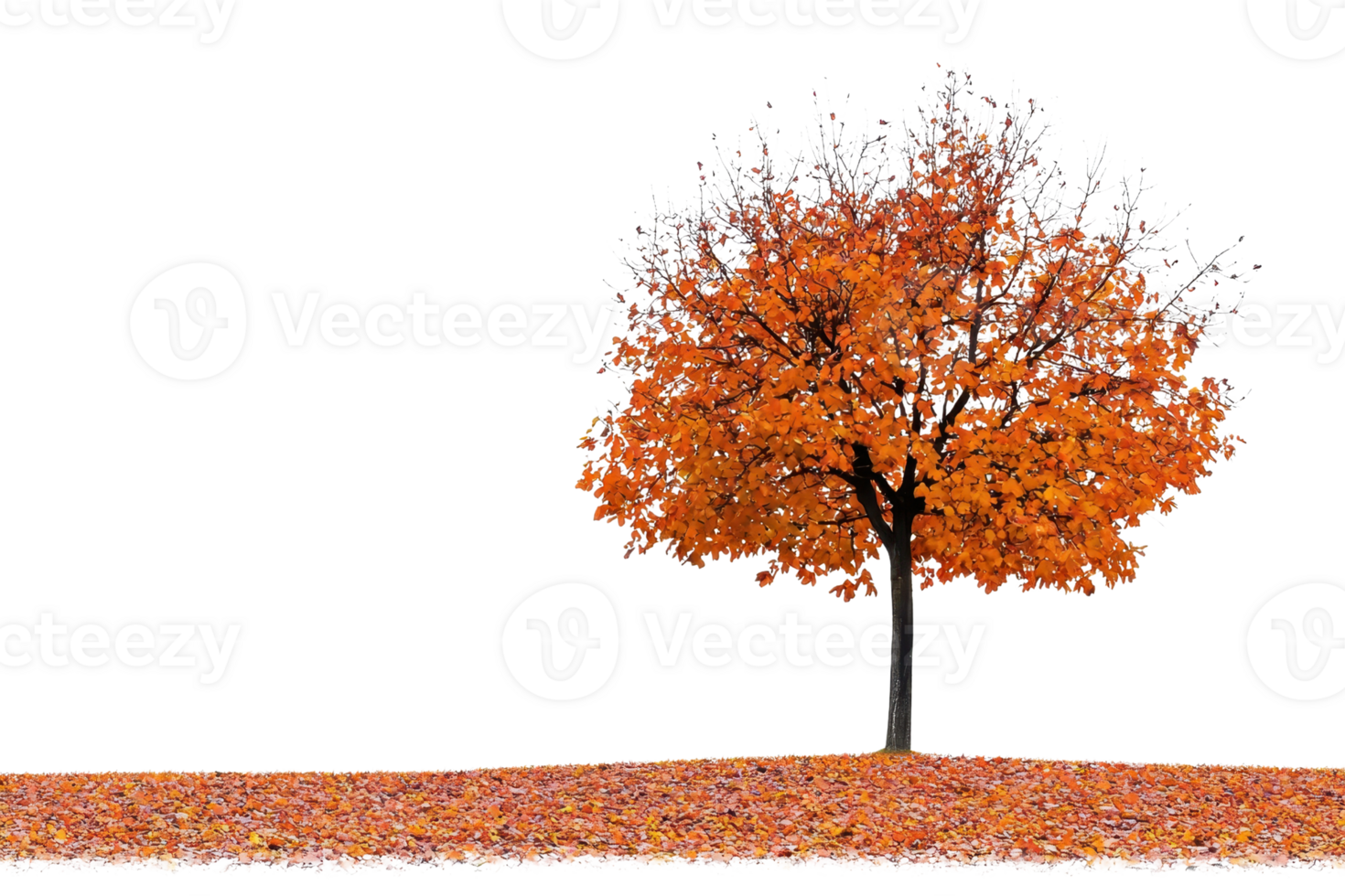 Solitary tree with vibrant orange autumn leaves, standing on an open ground covered in fallen leaves, against a clear background png