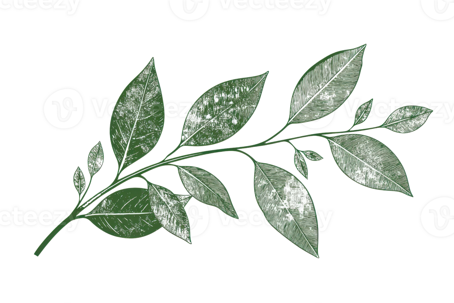 Watercolor illustration of a green leafy branch with delicate leaves. Perfect for botanical designs, nature-themed projects, and decoration. png
