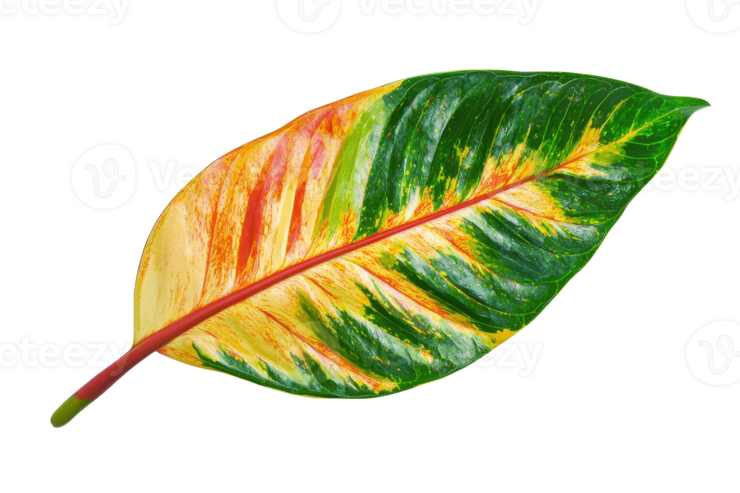 Vibrant tropical leaf with a blend of green, yellow, and red hues, showcasing nature's colorful palette and intricate patterns. png