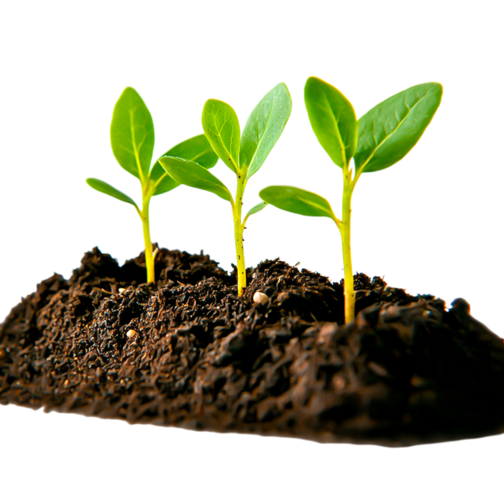 Fresh Green Seedlings Growing Out of Dark Rich Soil png