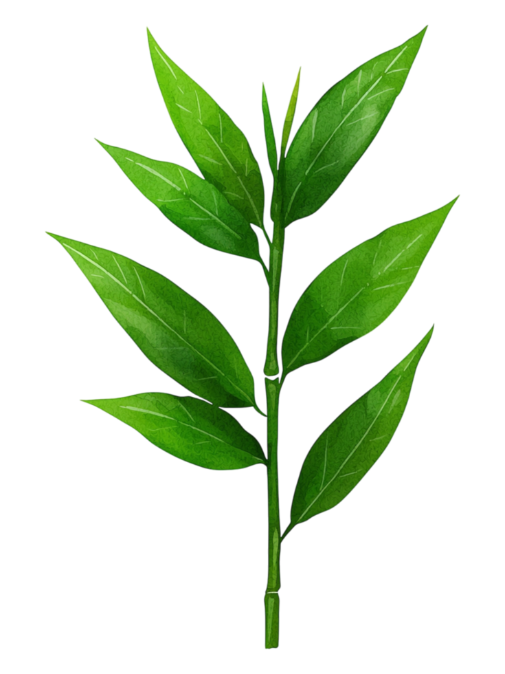 Green Leafy Branch for Composition png