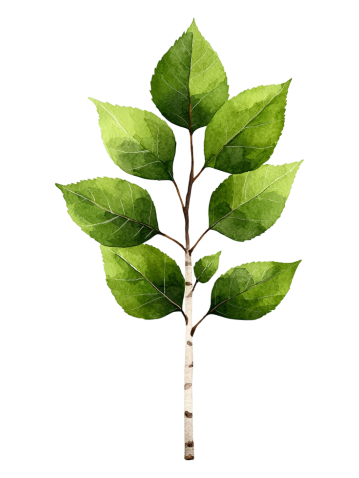 Elegant Green Leafy Branch with Lush Foliage png