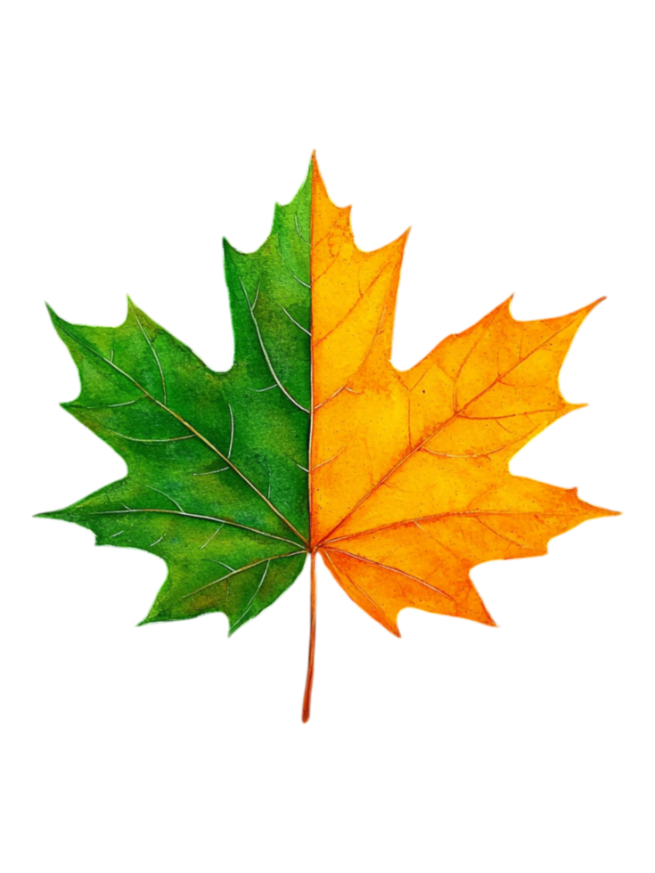 Vibrant Green and Orange Maple Leaf Autumn Colors and Nature png