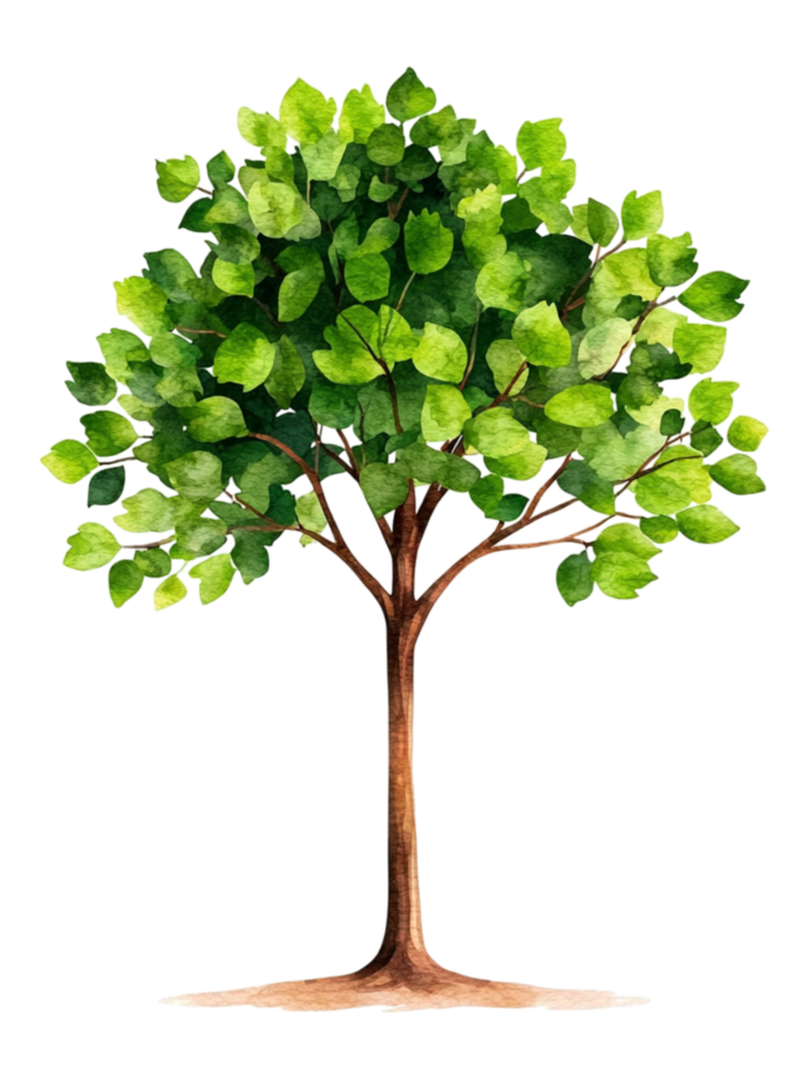 Lush Green Tree with Vibrant Leaves in Watercolor Style png