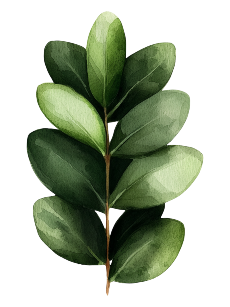 Watercolor Illustration of a Green Leaf png