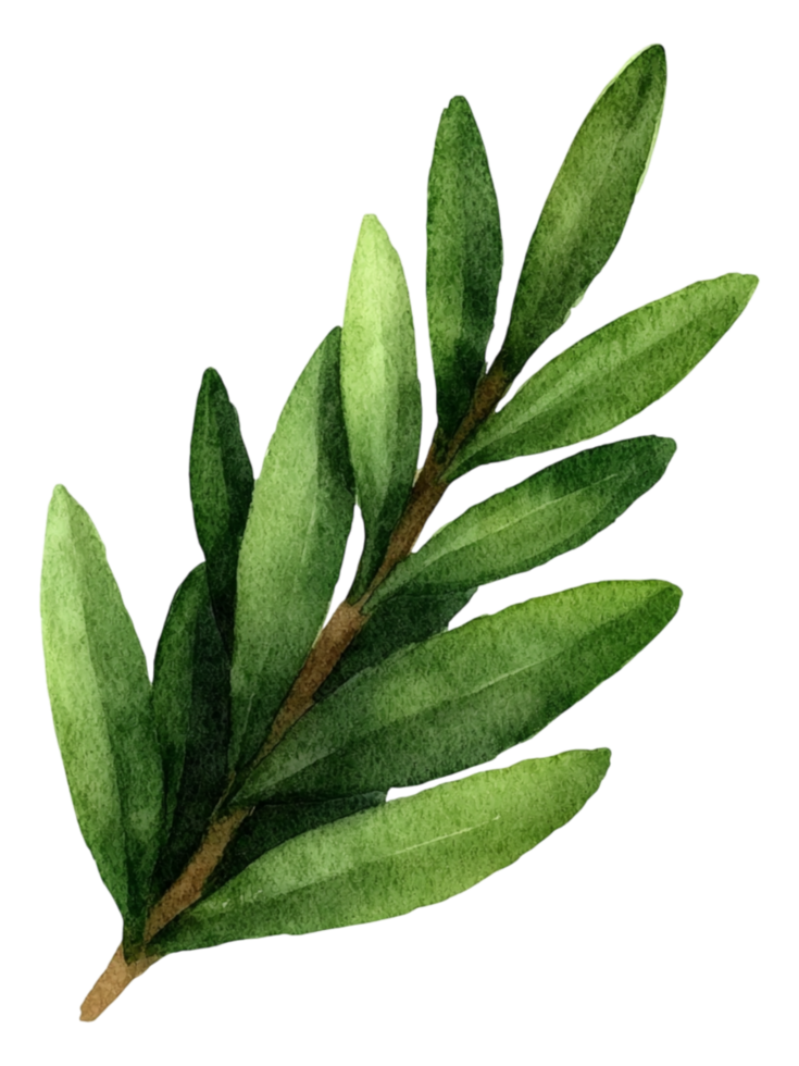 Watercolor Olive Branch Illustration png