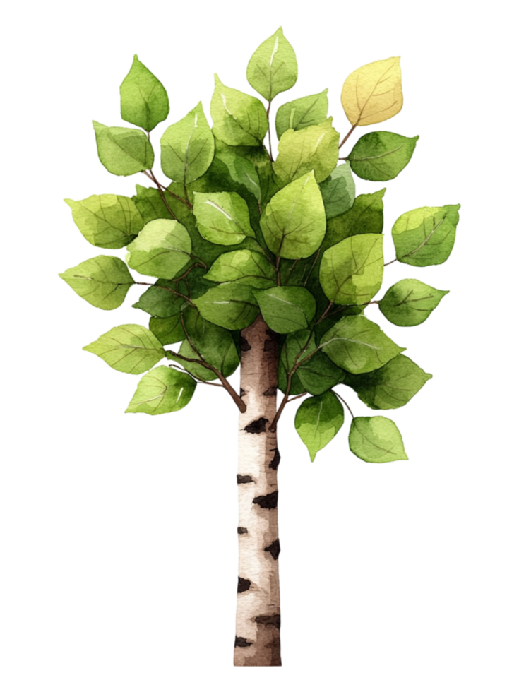Lush Green Leaves on Birch Tree in Watercolor Style Illustration png
