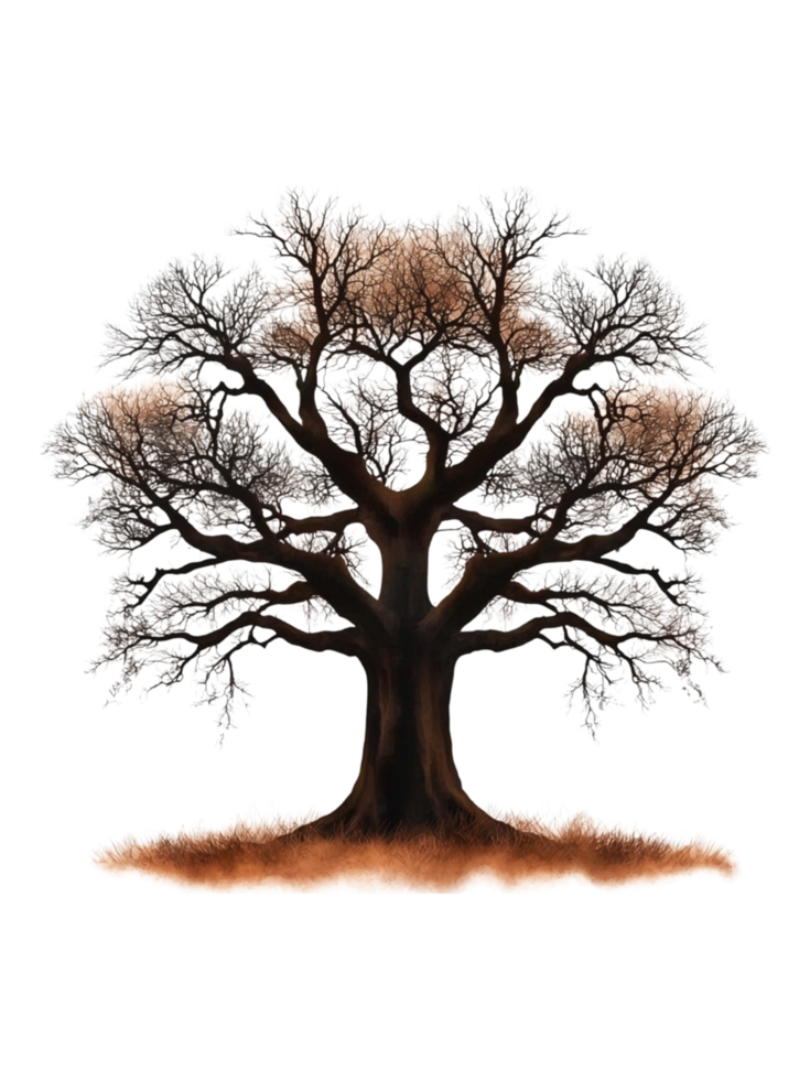 Majestic Deciduous Tree with Intricate Branches and Sparse Leaves png