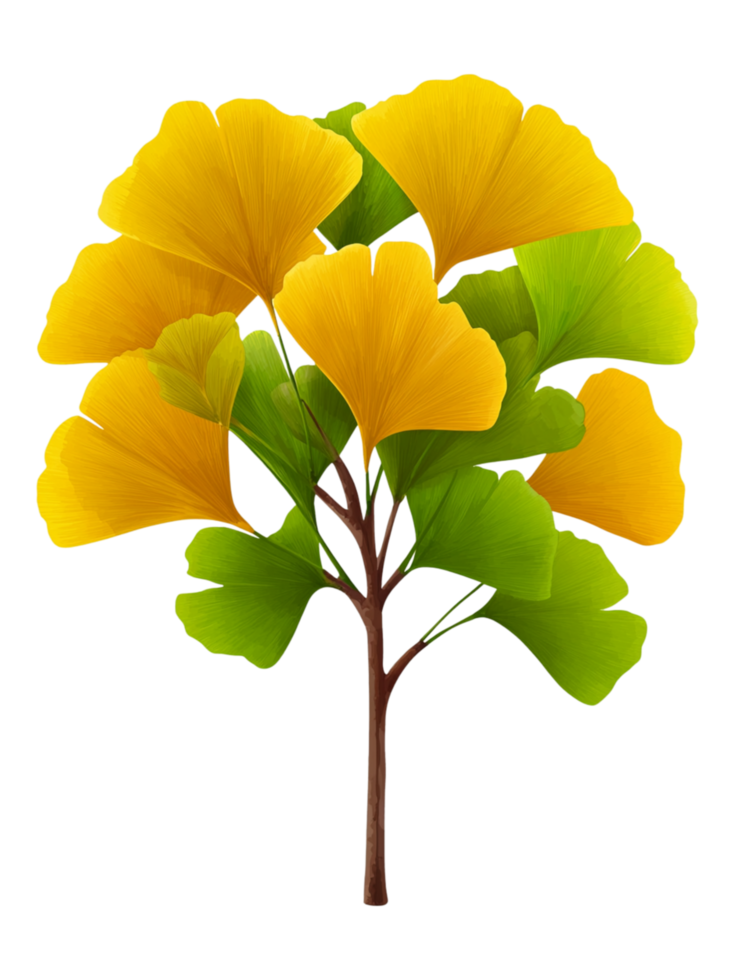 Bright Yellow Ginkgo Leaves with Green Accents on a Branch png
