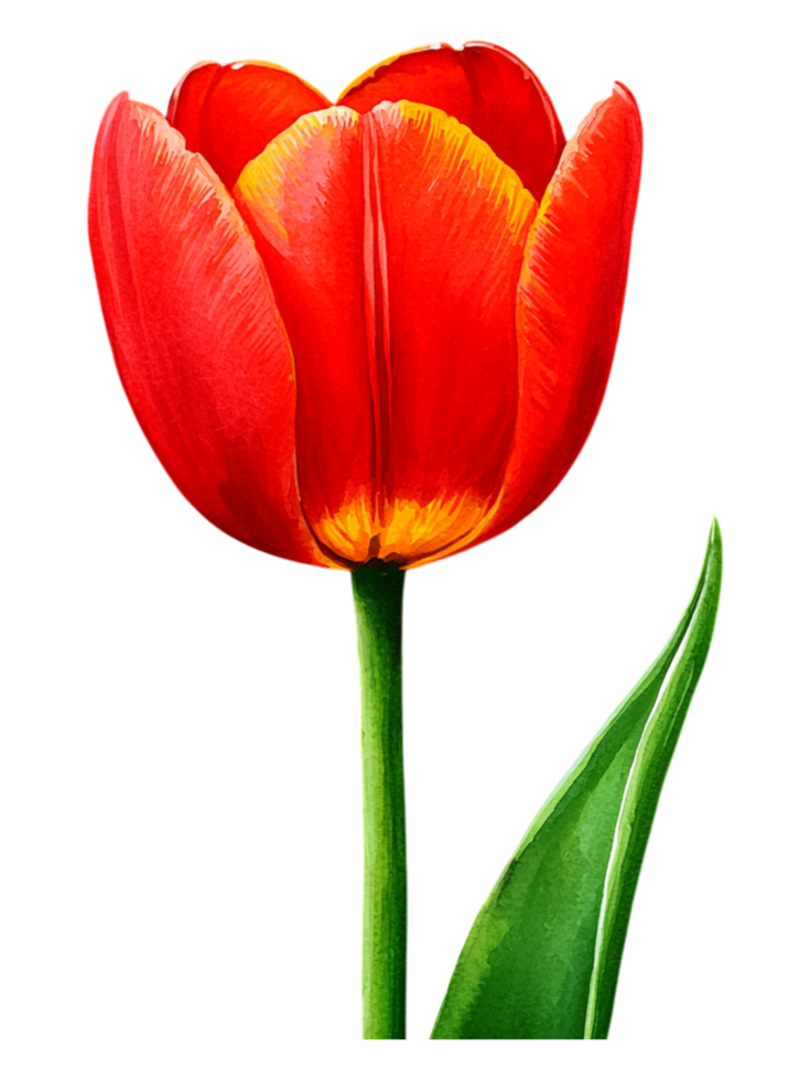 Bright Red Tulip with Yellow Accents Against png