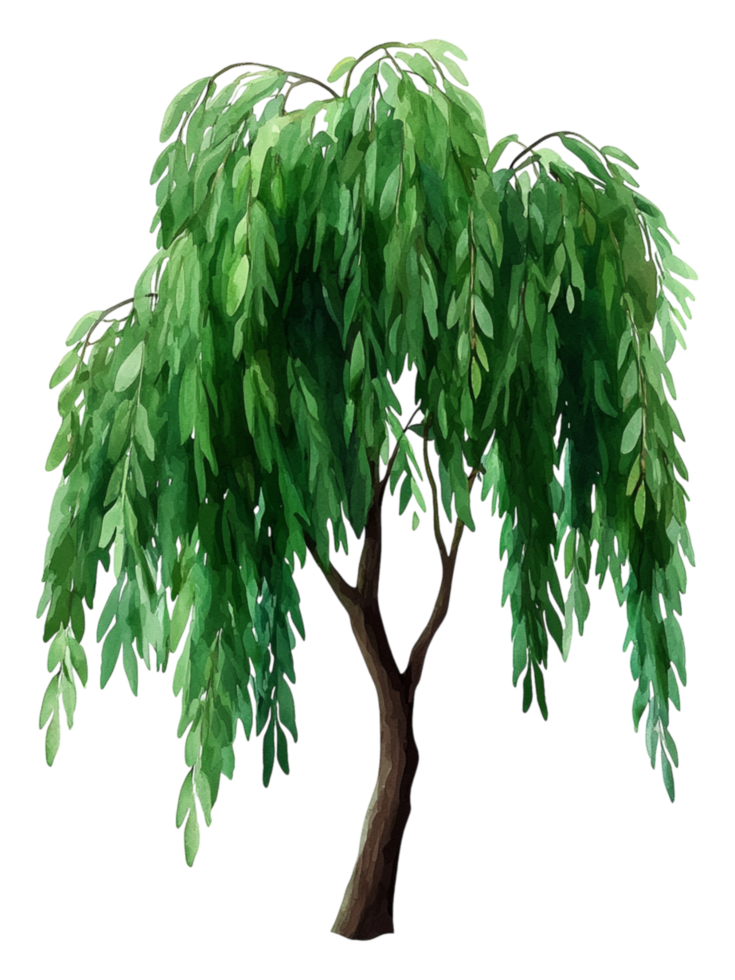 Beautiful Weeping Willow Tree with Lush Green Leaves and Graceful Design png