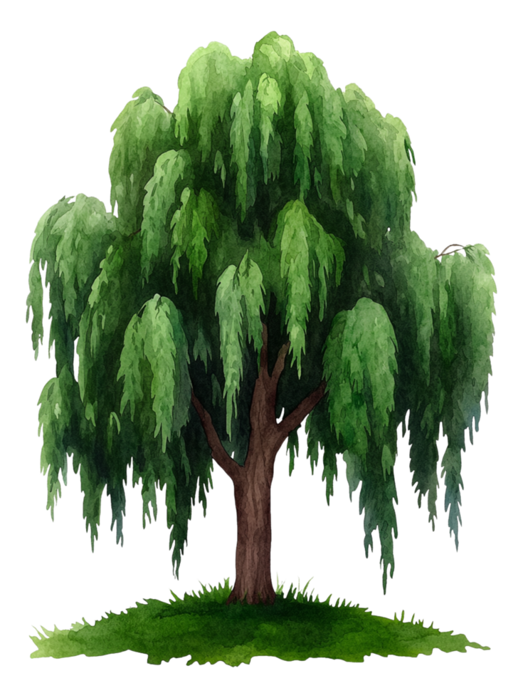 Beautiful Watercolor Illustration of a Willow Tree png