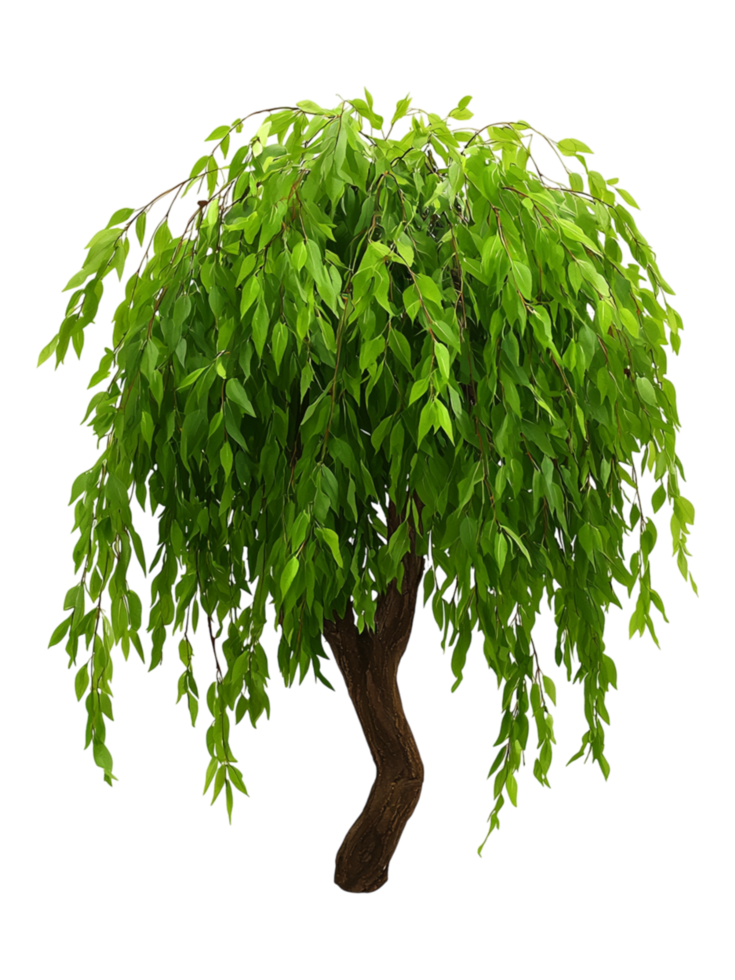 Lush Green Weeping Willow Tree with Cascading Leaves in Full Bloom png