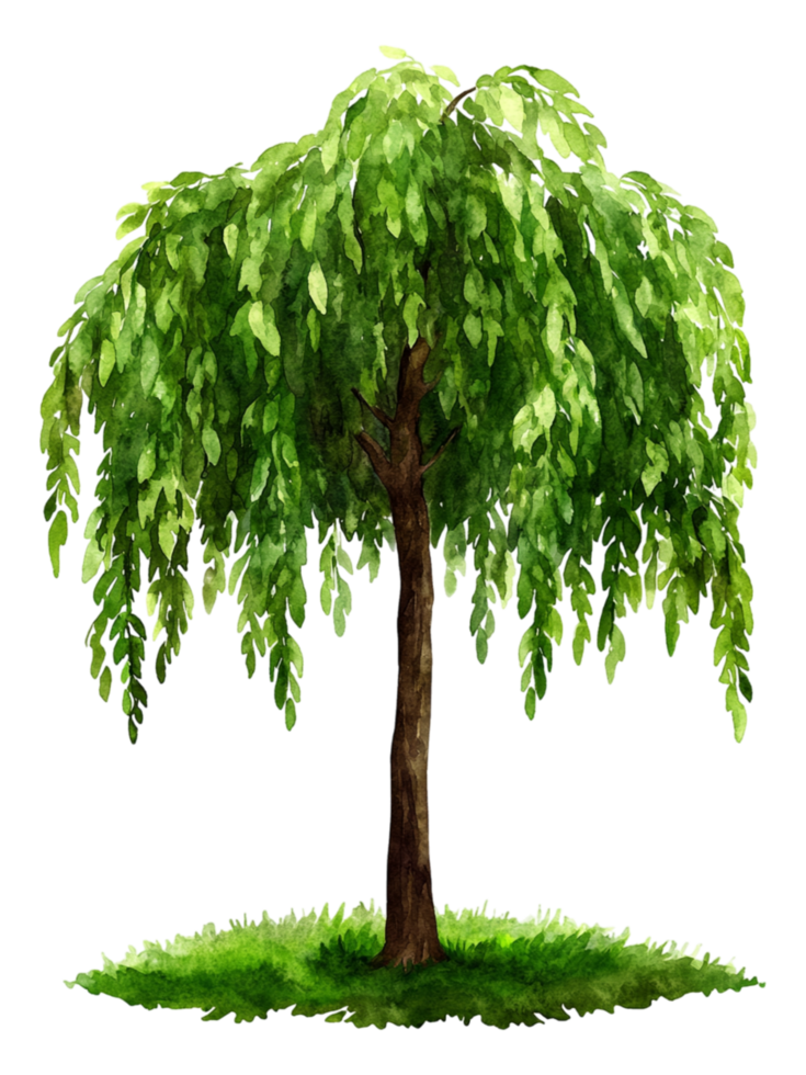 Watercolor Illustration of a Graceful Weeping Willow Tree png